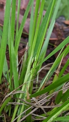 Dichanthelium linearifolium werneri