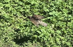 Sturnus vulgaris