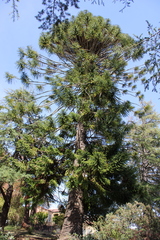 Araucaria bidwillii