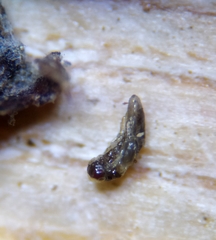 Aprostocetus eriophyes