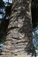 Araucaria bidwillii