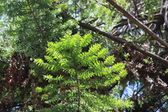 Araucaria bidwillii