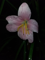 Zephyranthes rosea