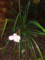 Zephyranthes rosea