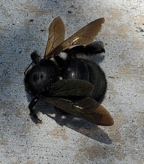Xylocopa sonorina