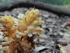 Orobanche