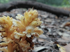Orobanche