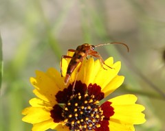 Strangalia sexnotata