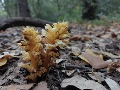 Orobanche