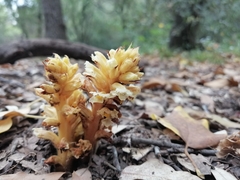 Orobanche