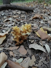 Orobanche