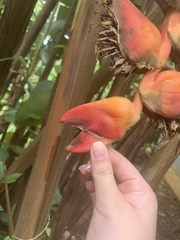 Heliconia pogonantha