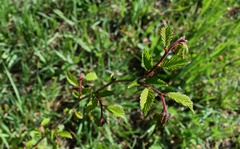 Ulmus davidiana
