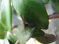 Xanthostigma