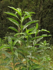 Solanum oblongifolium