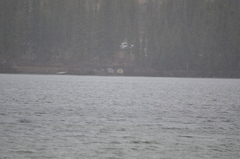 Melanitta perspicillata