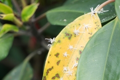 Ricania speculum