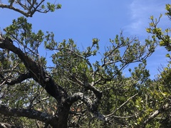 Sapotaceae