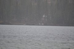 Melanitta perspicillata