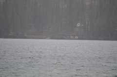 Melanitta perspicillata