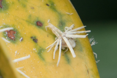 Ricania speculum