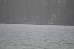 Melanitta perspicillata