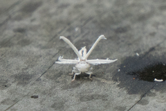 Ricania speculum