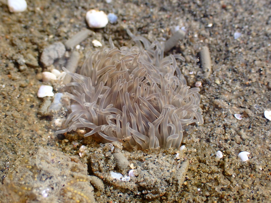white burrowing anemone
