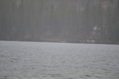 Melanitta perspicillata