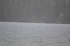 Melanitta perspicillata