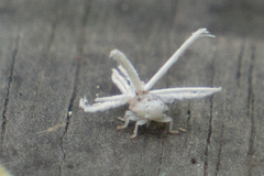 Ricania speculum