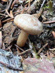 Clitocybe albirhiza