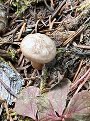 Clitocybe albirhiza