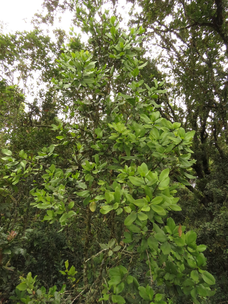 Ilex nervosa