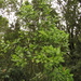 Ilex nervosa - Photo (c) Mateo Hernandez Schmidt, some rights reserved (CC BY-NC-SA), uploaded by Mateo Hernandez Schmidt
