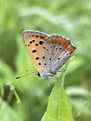 Lycaena phlaeas daimio