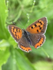 Lycaena phlaeas daimio