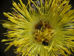 Brassicogethes simplipes