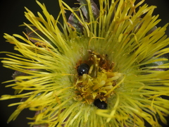 Brassicogethes simplipes