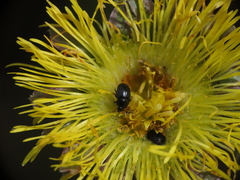 Brassicogethes simplipes