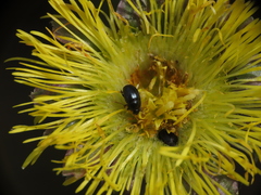 Brassicogethes simplipes