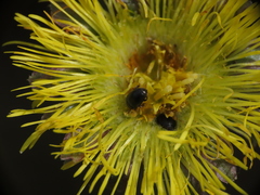 Brassicogethes simplipes