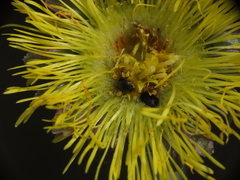 Brassicogethes simplipes