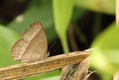 Capronnieria galesus