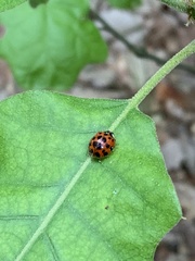 Harmonia axyridis