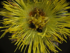 Brassicogethes simplipes