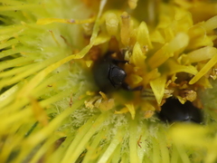 Brassicogethes simplipes