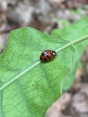 Harmonia axyridis