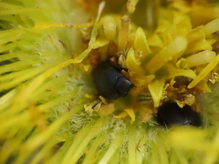 Brassicogethes simplipes