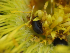 Brassicogethes simplipes